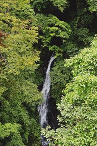 Scenic view of waterfall in forest