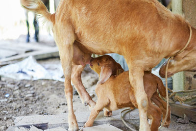 Mother goat feeding babies in the field