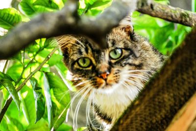 Close-up portrait of a cat