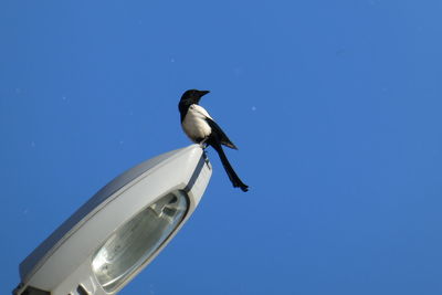 Low angle view of bird perching on blue sky