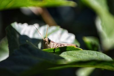 Close-up of grasshopper on leaf