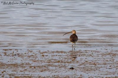 Bird perching on a lake