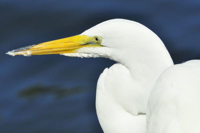 Close-up of a bird