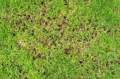 Full frame shot of grass on field