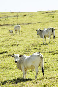 Sheep grazing on field