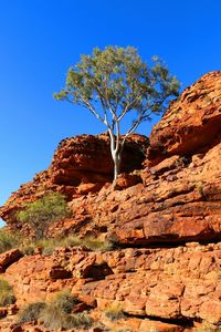 Tree on rock formation against sky