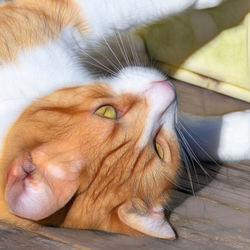 Close-up of a cat resting