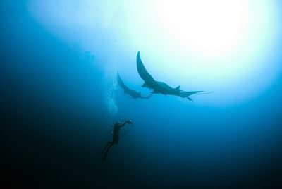 Low angle view of scuba driver swimming with manta rays in sea
