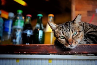 Close-up of a cat