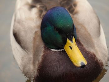 Close-up of a bird