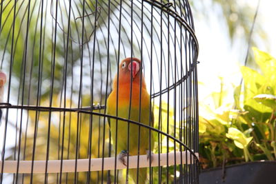 View of bird in cage