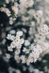 Close-up of white flowers blooming on tree