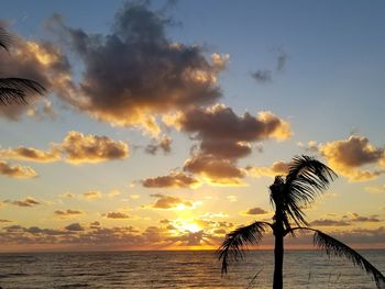 Silhouette tree on beach against sky during sunset