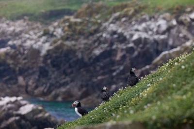 Puffin standing on a rock cliff . fratercula arctica