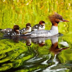 Ducks in a lake