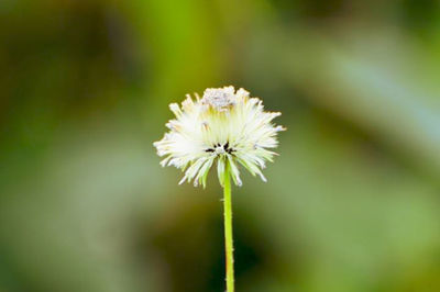 Close-up of white flower