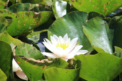 Close-up of lotus water lily