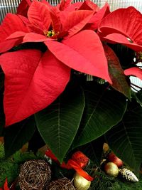 Close-up of red leaves on plant