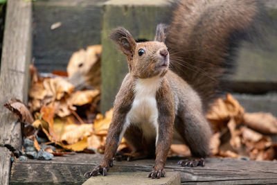 Close-up of two cats on leaves