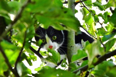 Close-up portrait of cat on tree branch