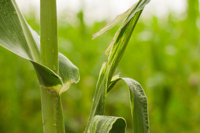 Close-up of crop growing on field