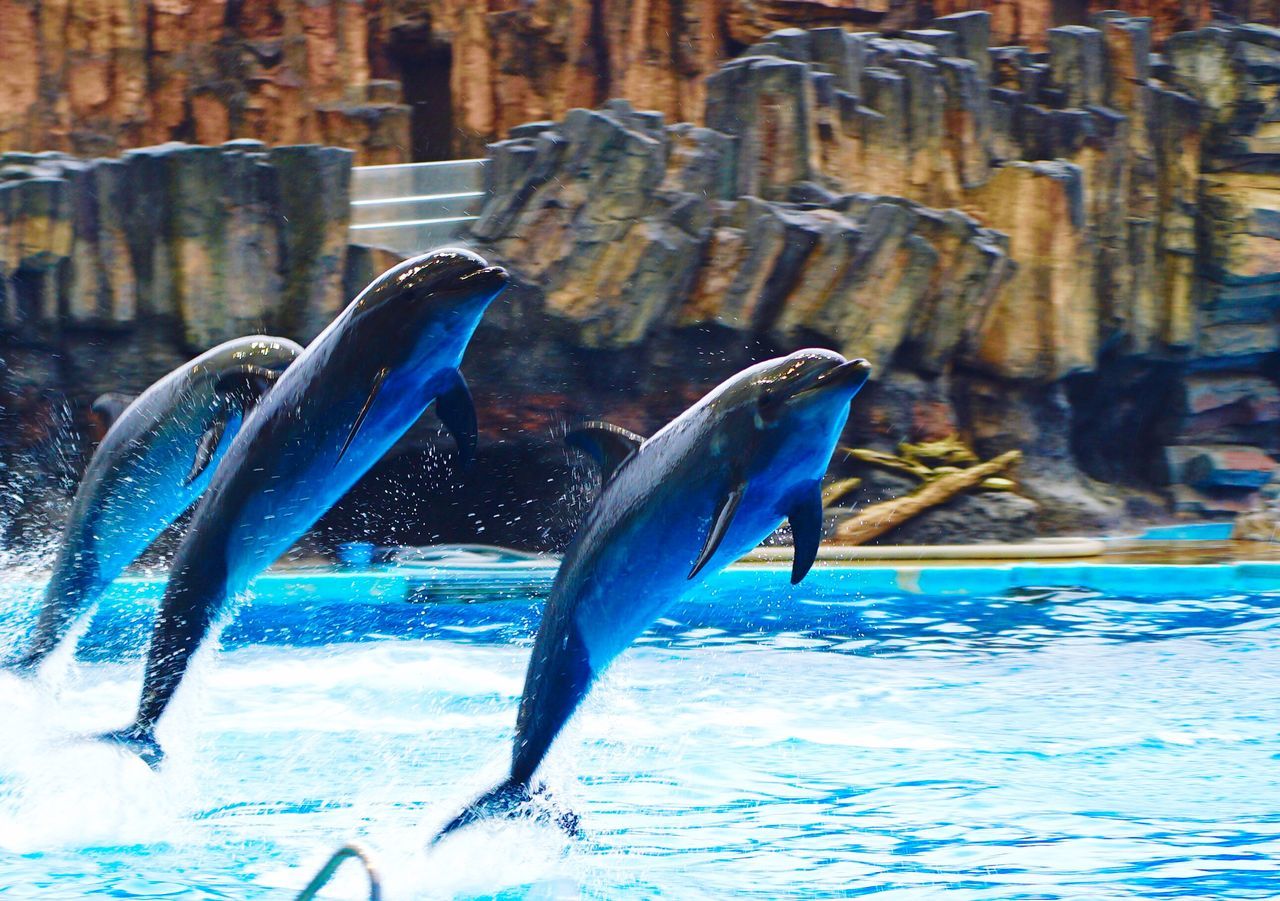 water, animal themes, animals in the wild, blue, one animal, bird, splashing, wildlife, motion, fish, close-up, cold temperature, animals in captivity, fountain, swimming, ice, outdoors, focus on foreground, waterfront, day