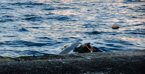 View of seagulls on shore