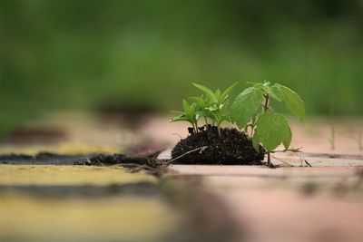 Close-up of small plant growing outdoors