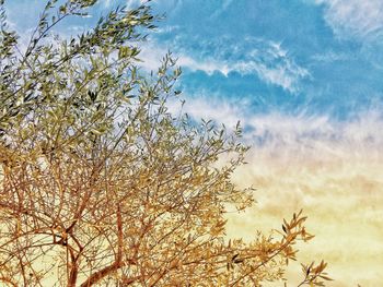 Low angle view of tree against sky