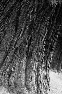 Close-up of tree trunk