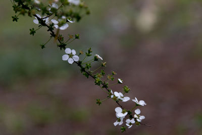 Close-up of white flowers