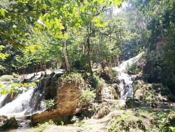 Scenic view of waterfall in forest