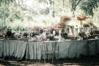 Plants growing in yard