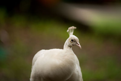 Close-up of a bird