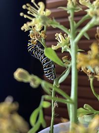 Close-up of insect on plant