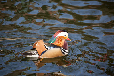 Duck swimming in lake