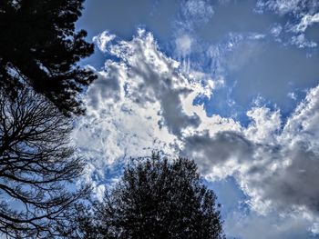 Low angle view of silhouette tree against sky