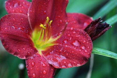 Close-up of wet flower