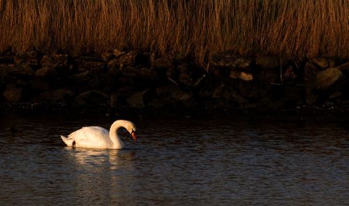 Reflection of trees in water