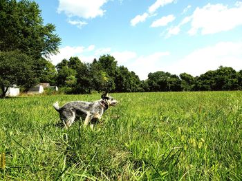 View of dog on field against sky