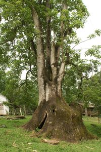 Trees growing in park