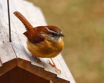 Close-up of bird perching on wood