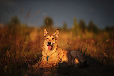 Portrait of a dog on field