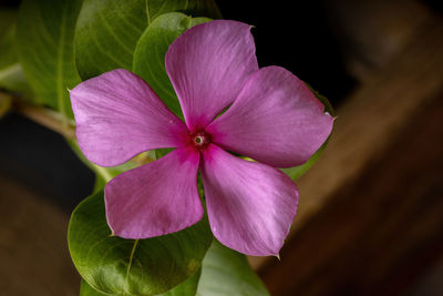 Close-up of pink rose flower