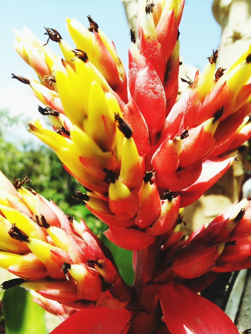 flower, petal, freshness, fragility, flower head, growth, beauty in nature, close-up, blooming, nature, focus on foreground, pollen, plant, in bloom, stamen, red, blossom, yellow, day, outdoors