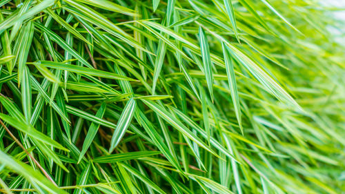 Full frame shot of fresh green plants