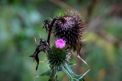 Close-up of honey bee on thistle