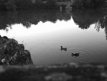 High angle view of birds swimming in lake