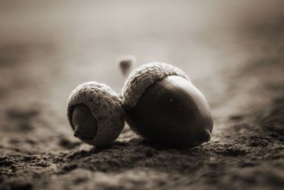 Close-up of nuts of field