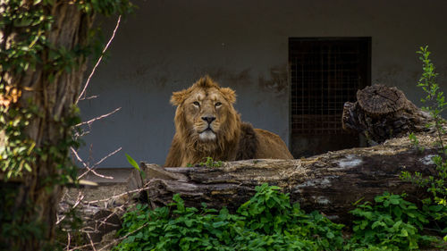 Lion relaxing on ground